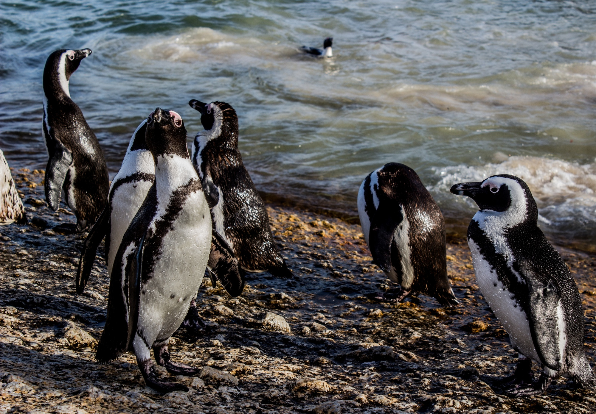 Cape of Good Hope & Penguins
