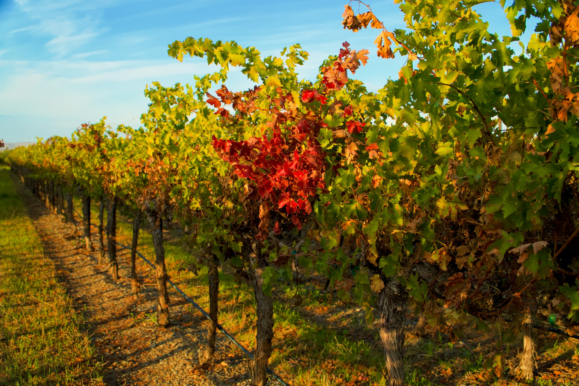 Cape Winelands Private Tour