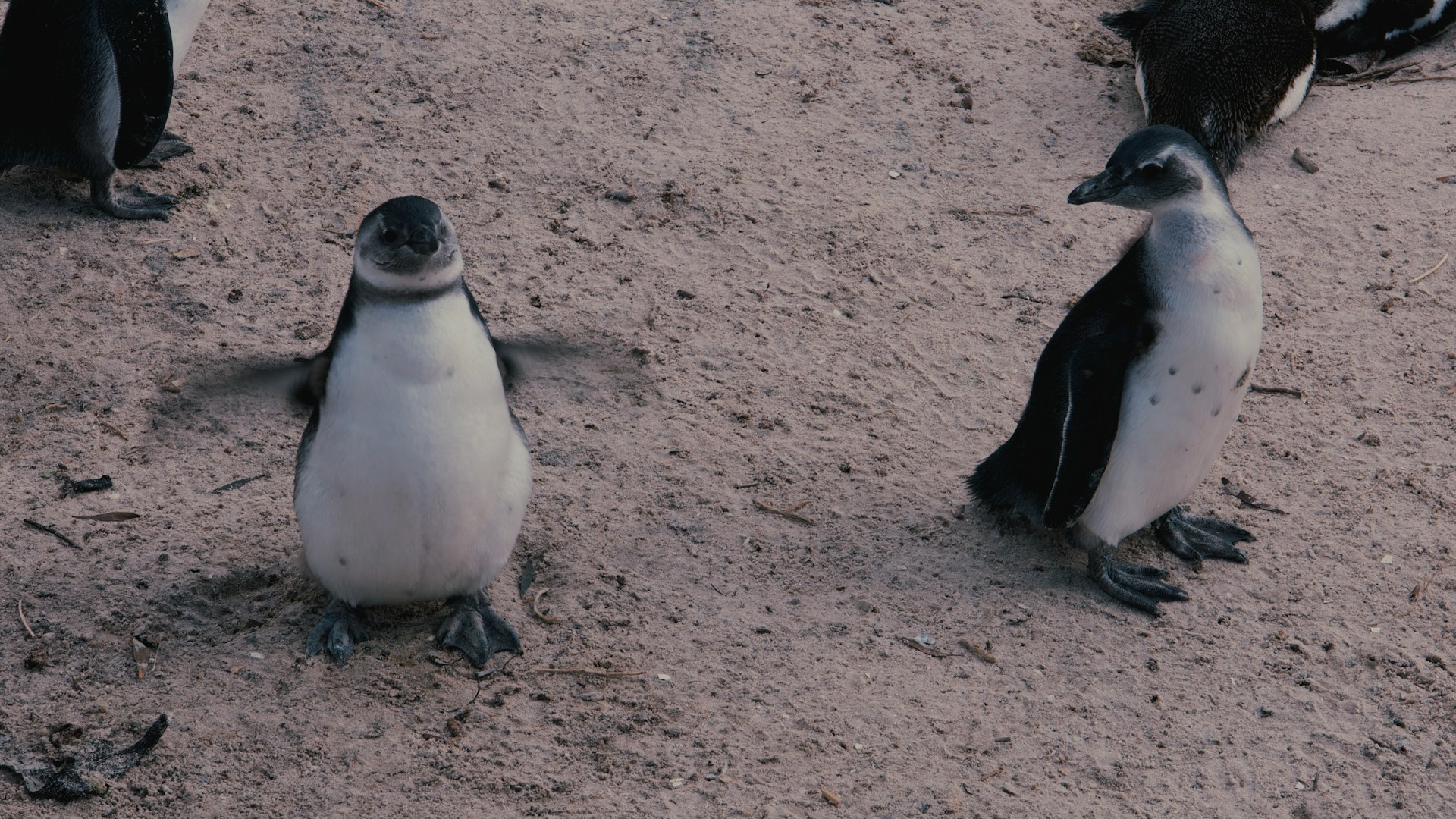 Penguins at Boulders